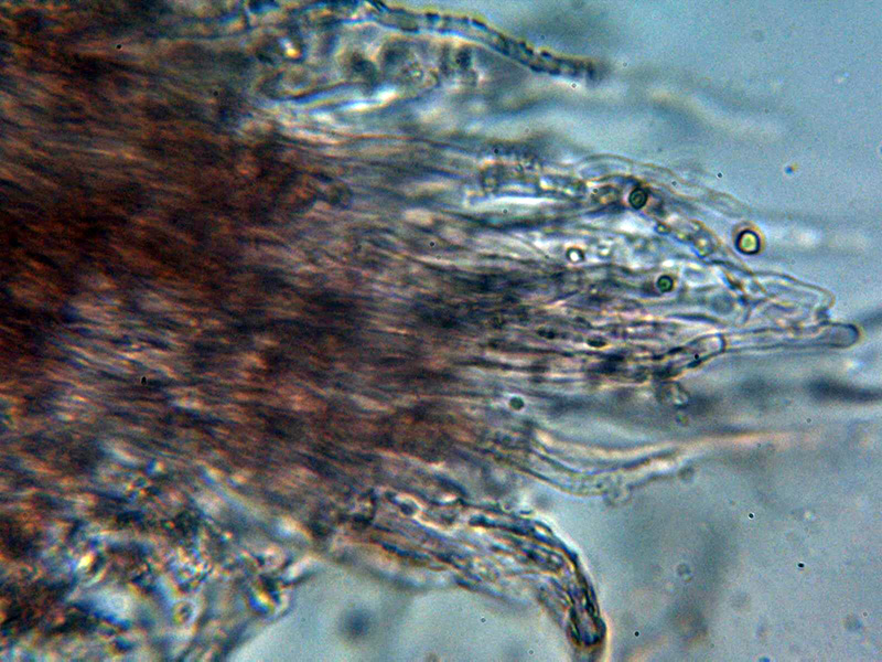 Corticial hydnoide para identificar. (Hyphodontia spathulata)